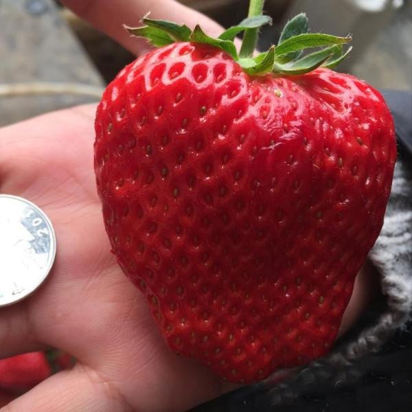 🍓🍓Super Giant Strawberry Fruit Seeds-very easy to grow🍓🍓
