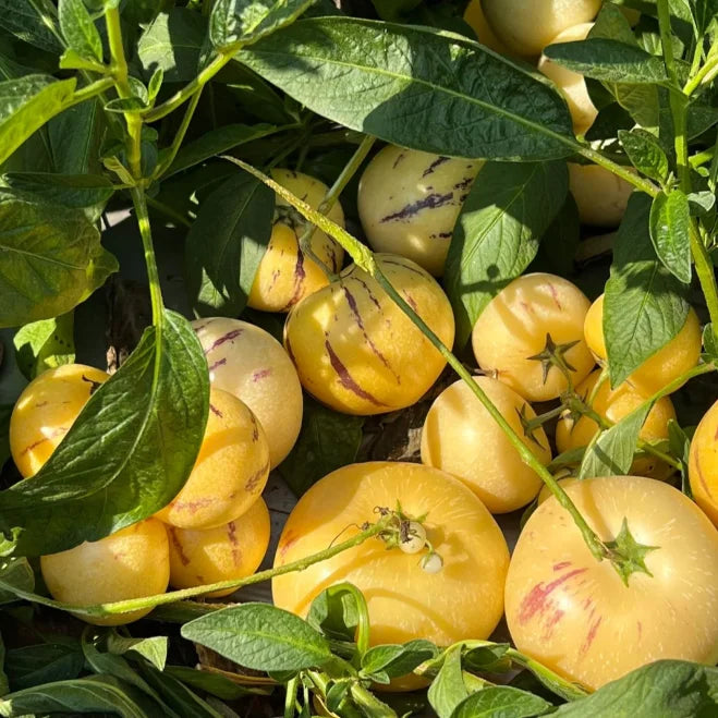 🍈 Grow Sweet, Juicy Melons Right at Home