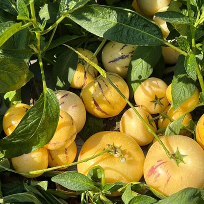 🍈 Grow Sweet, Juicy Melons Right at Home