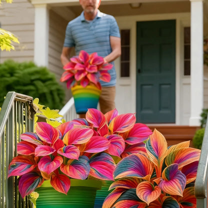 🌿Rare Premium Hosta Bulbs– Easy to grow🌸Transform Your Garden!