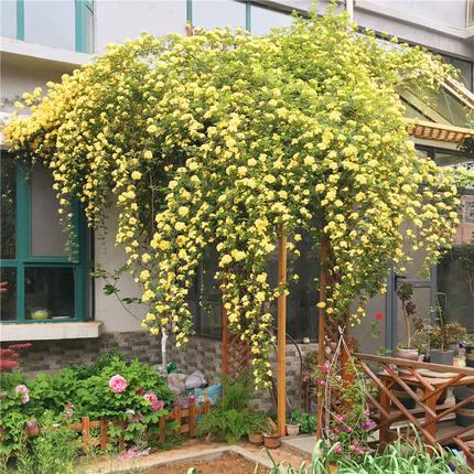 🏠💛 Yellow Banksia Rose 🌿 Create Stunning Flower Walls — Easy to Grow Anywhere 🌼