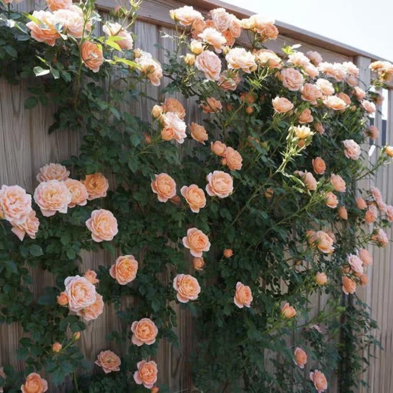 🌹 Fast-Growing Climbing Roses – Beautiful Blooms in Just One Year!
