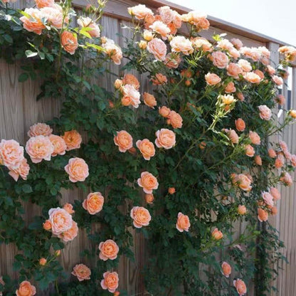 🌹 Fast-Growing Climbing Roses – Beautiful Blooms in Just One Year!
