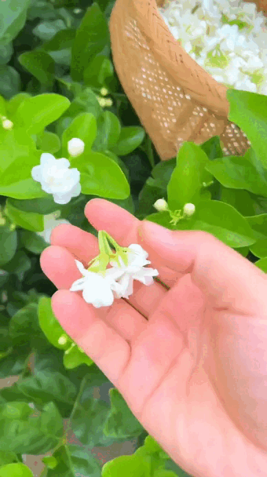 🌸 Delicate White Jasmine That Fills Your Garden With Fragrance 🌿