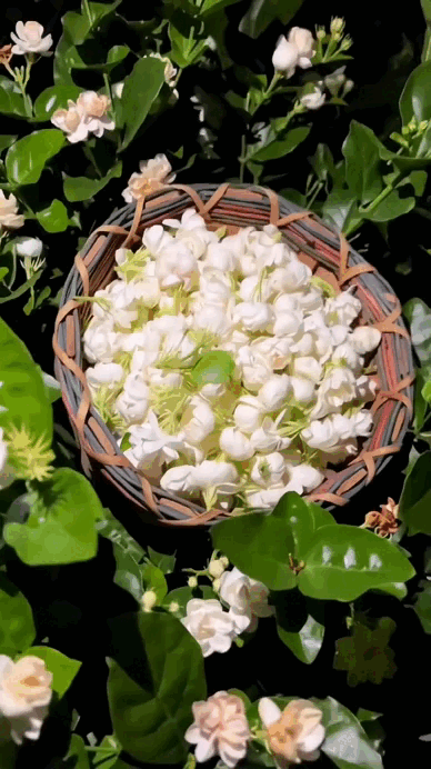 🌸 Delicate White Jasmine That Fills Your Garden With Fragrance 🌿