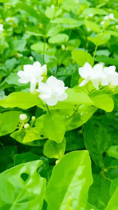 🌸 Delicate White Jasmine That Fills Your Garden With Fragrance 🌿