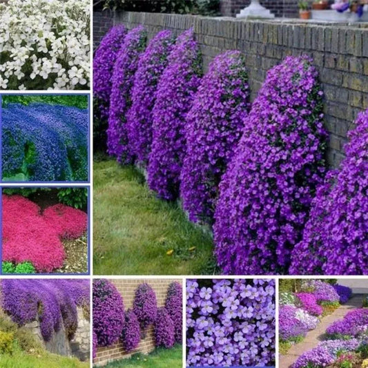 ✨Optimal Ground Cover✨Creeping Thyme Seeds