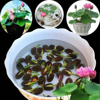 🎁50% Discount🌺The sacred lotus flower in bonsai