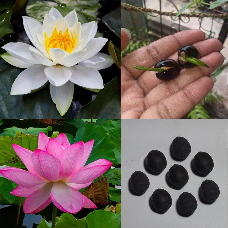 🎁50% Discount🌺The sacred lotus flower in bonsai