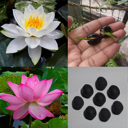 🎁50% Discount🌺The sacred lotus flower in bonsai