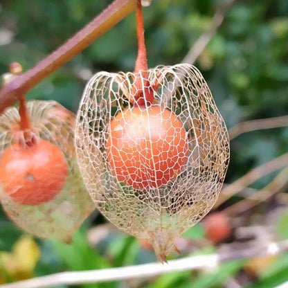 🏮Lantern Flower (Abutilon 🤩⁣) Fruit Seeds for Planting – Heirloom, Non-GMO, Easy to Grow, Annual
