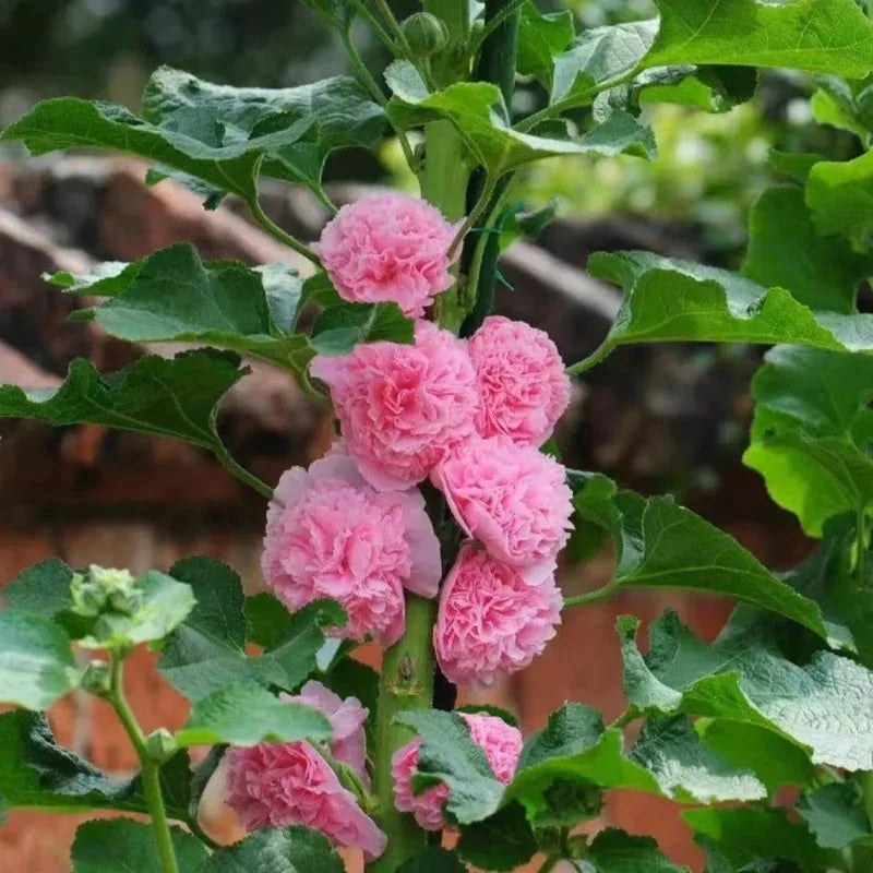 🌸 Grow a Garden That Gets Better Every Year