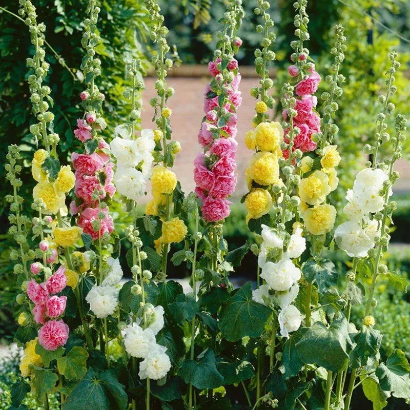 🌸 Grow a Garden That Gets Better Every Year