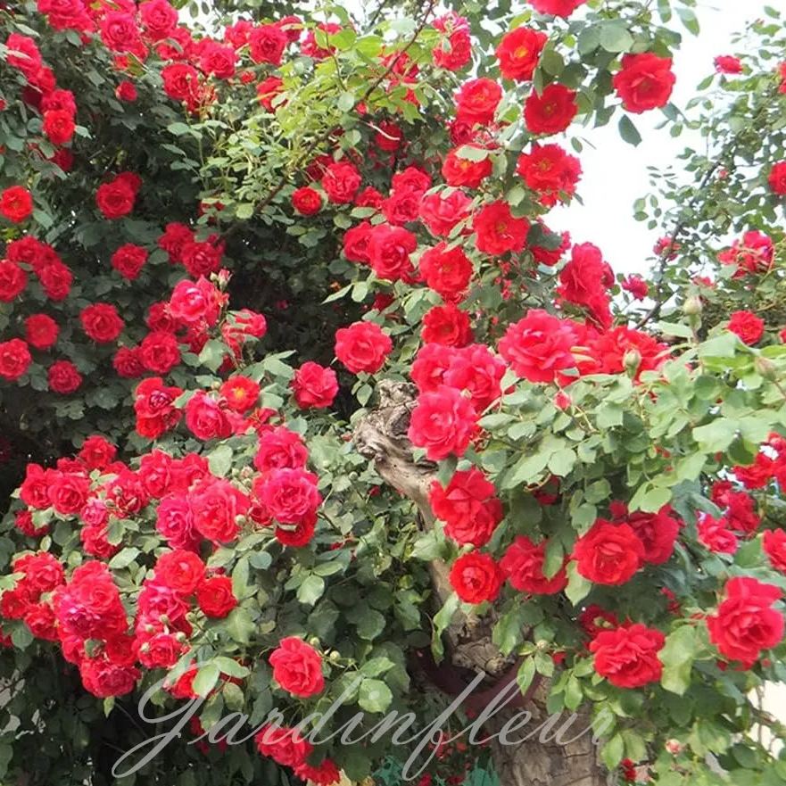 Climbing Rose Seeds