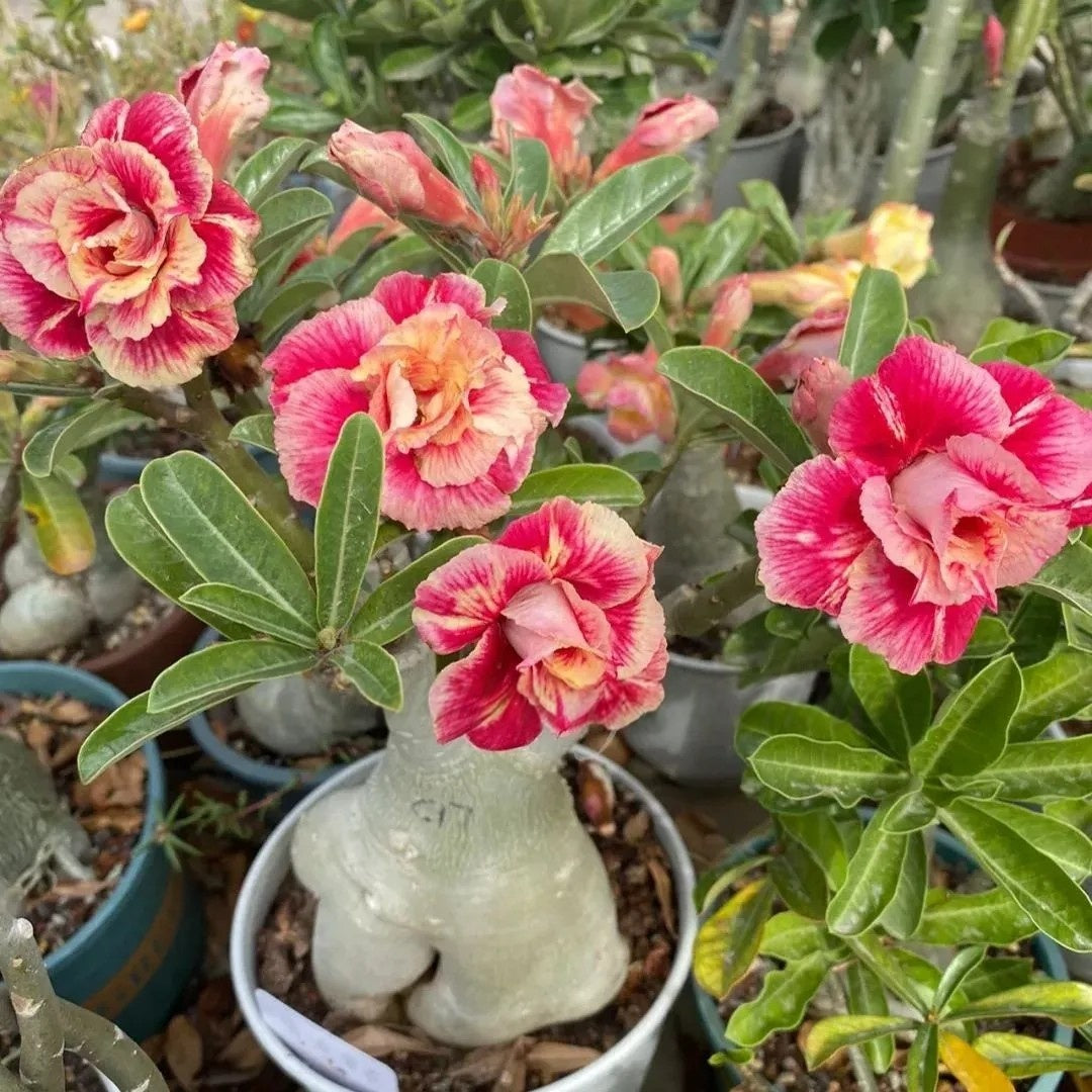 🌵 Desert Rose Bulbs - An Exotic Gem for Your Garden🌸
