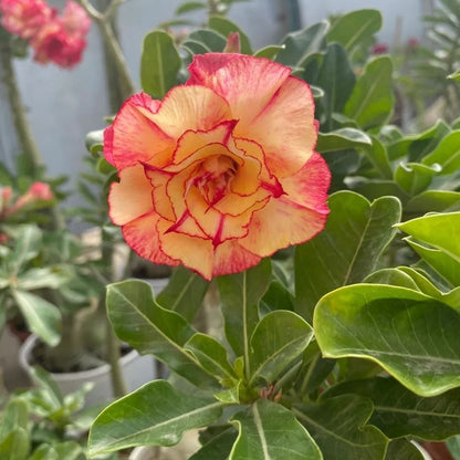 🌵 Desert Rose Bulbs - An Exotic Gem for Your Garden🌸