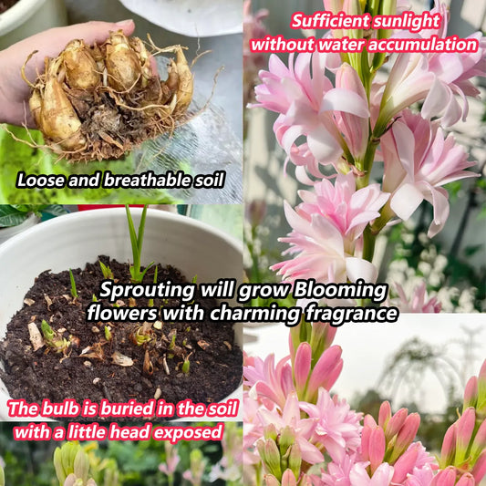 🌸 Double Fragrant Tuberose Bulbs — Let Every Evening Bloom With Sweet Scent ✨💫