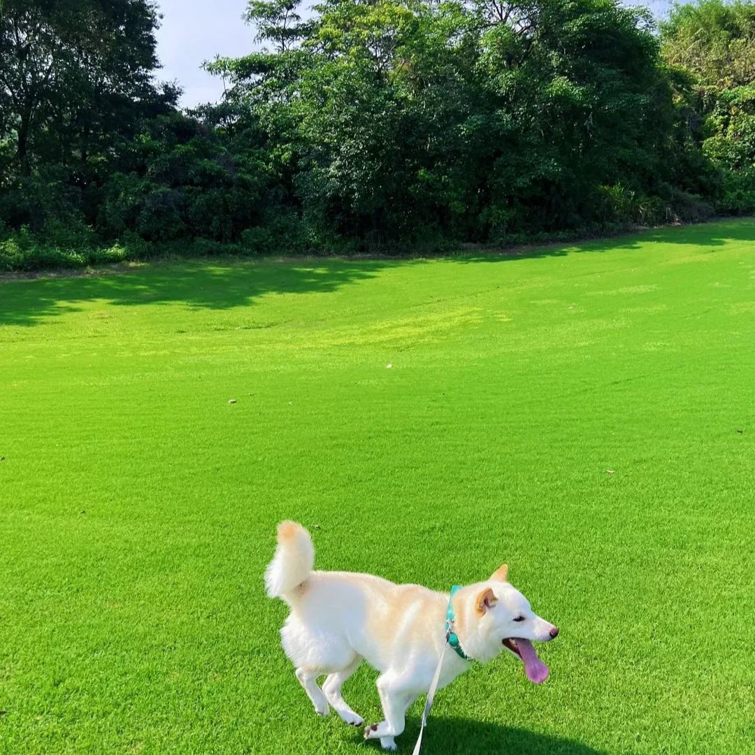 🔥🌿All-Season EverGreen Grass Seeds Mix 🌿