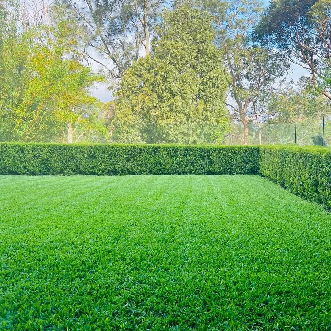 🔥🌿All-Season EverGreen Grass Seeds Mix 🌿