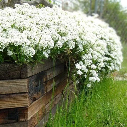 ✨ The Magical Fairy Garden of Your Dreams✨Creeping Thyme Seeds