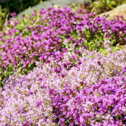 ✨ The Magical Fairy Garden of Your Dreams✨Creeping Thyme Seeds