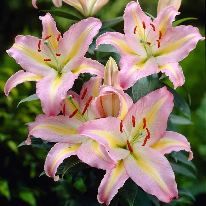 🔥Premium Lily Bulbs🌺Easy to Grow, Fast Blooming ✨ Perfect for Beginners