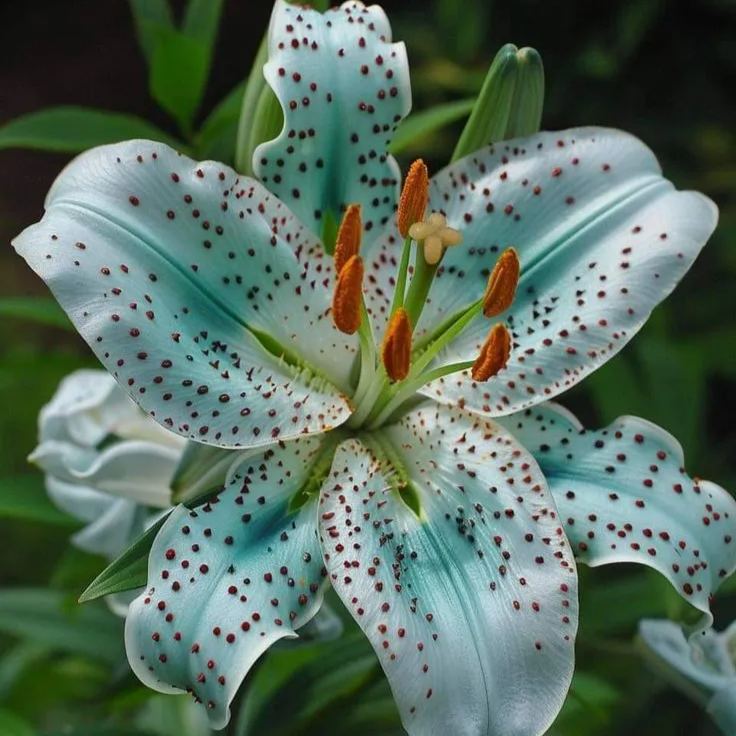 🔥Premium Lily Bulbs🌺Easy to Grow, Fast Blooming ✨ Perfect for Beginners