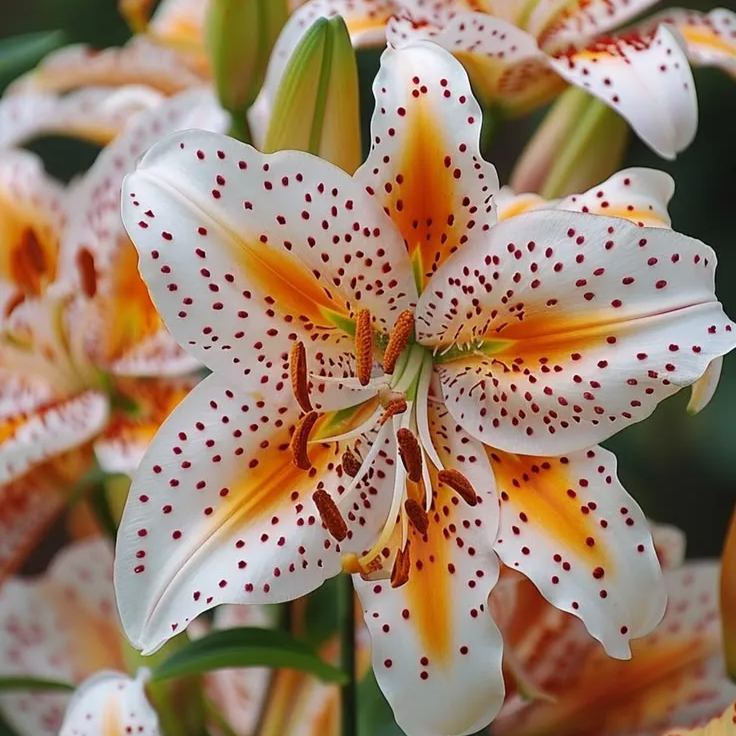 🔥Premium Lily Bulbs🌺Easy to Grow, Fast Blooming ✨ Perfect for Beginners
