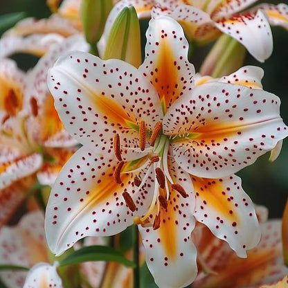 🔥Premium Lily Bulbs🌺Easy to Grow, Fast Blooming ✨ Perfect for Beginners