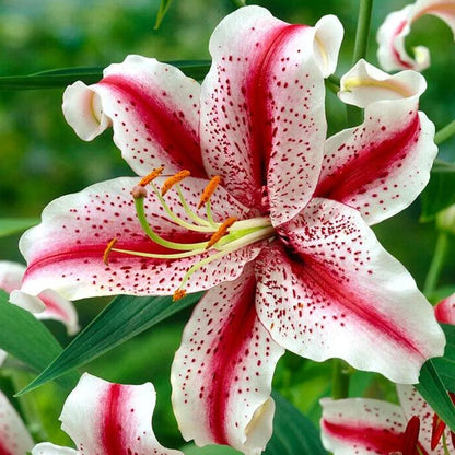 🔥Premium Lily Bulbs🌺Easy to Grow, Fast Blooming ✨ Perfect for Beginners