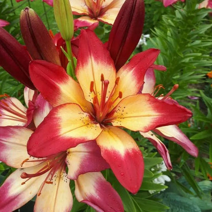 🔥Premium Lily Bulbs🌺Easy to Grow, Fast Blooming ✨ Perfect for Beginners