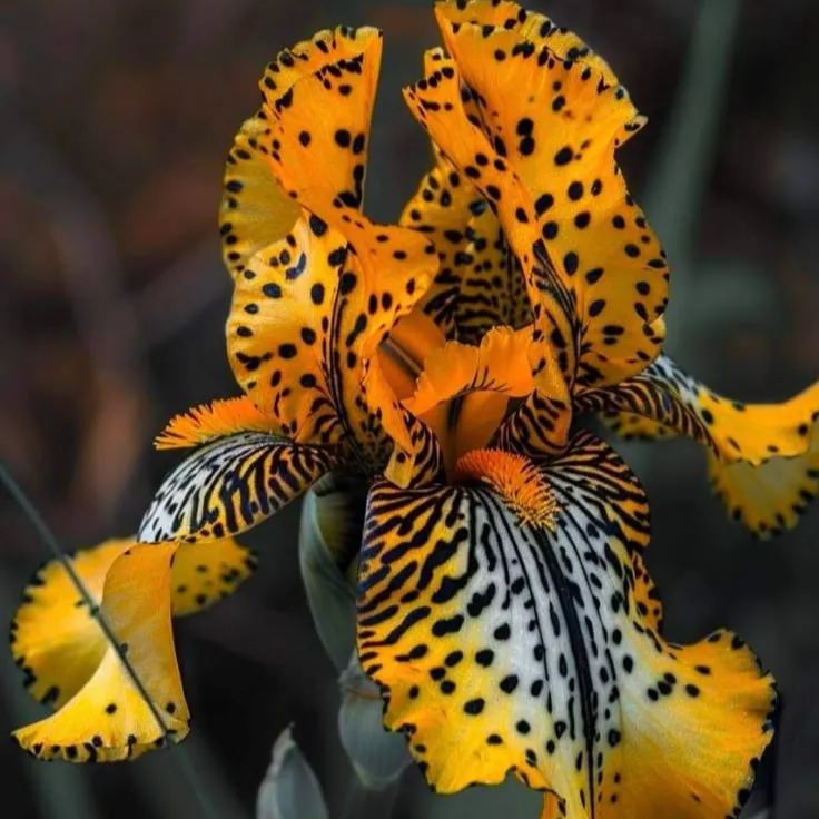Rare Iris Bulbs 🌈🌑Cultivate a Rainbow in Your Garden✨