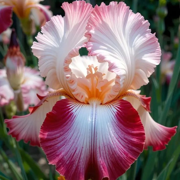 Rare Iris Bulbs 🌈🌑Cultivate a Rainbow in Your Garden✨