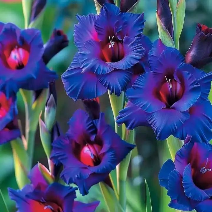 Rare-Colored Gladiolus Bulbs✨🌈The Crown Jewel of Gardens
