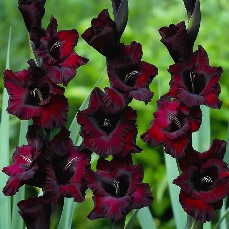 Rare-Colored Gladiolus Bulbs✨🌈The Crown Jewel of Gardens