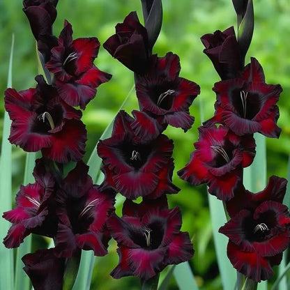 Rare-Colored Gladiolus Bulbs✨🌈The Crown Jewel of Gardens