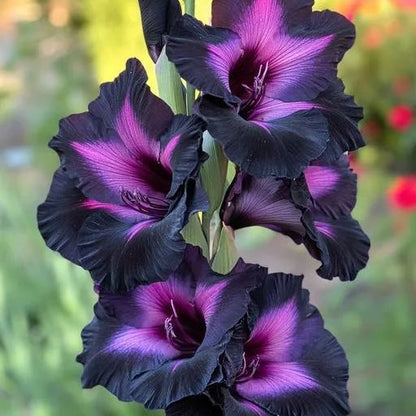 Rare-Colored Gladiolus Bulbs✨🌈The Crown Jewel of Gardens