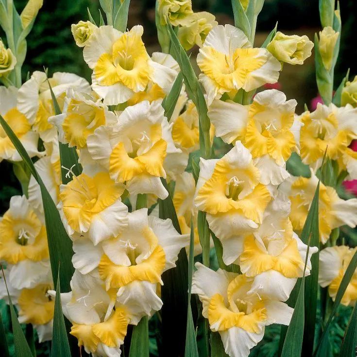 Rare-Colored Gladiolus Bulbs✨🌈The Crown Jewel of Gardens