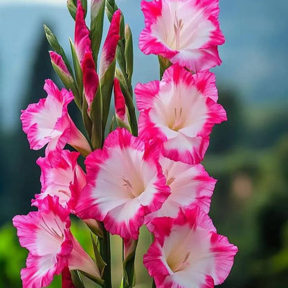 Rare-Colored Gladiolus Bulbs✨🌈The Crown Jewel of Gardens