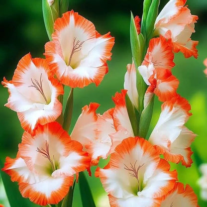 Rare-Colored Gladiolus Bulbs✨🌈The Crown Jewel of Gardens