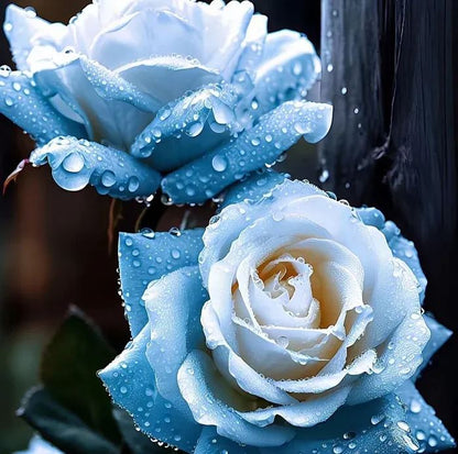 🤗🌹Rare Twin Red White Rose Seeds  – Stunning Garden Blooms, Easy to Grow🌱👩🏻‍🌾