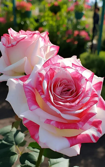 🤗🌹Rare Twin Red White Rose Seeds  – Stunning Garden Blooms, Easy to Grow🌱👩🏻‍🌾