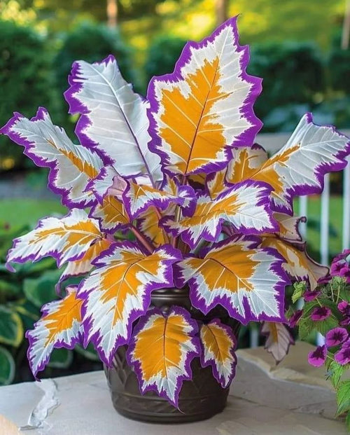 💚 ✨Premium Hosta Bulbs🔥Low-Maintenance, Shade-Loving & Comes Back Every Year