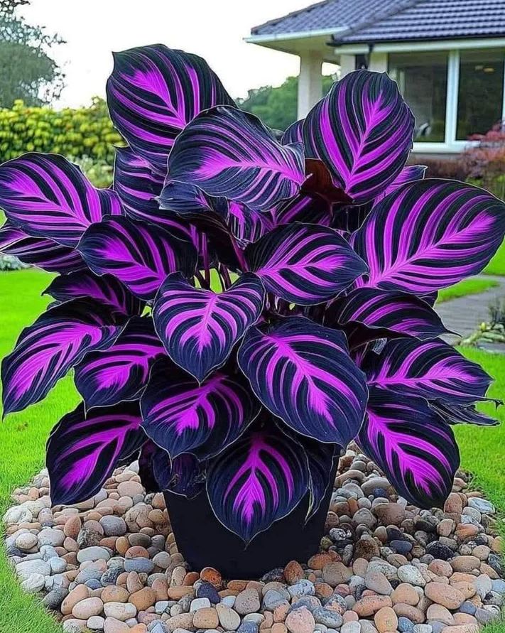 💚 ✨Premium Hosta Bulbs🔥Low-Maintenance, Shade-Loving & Comes Back Every Year
