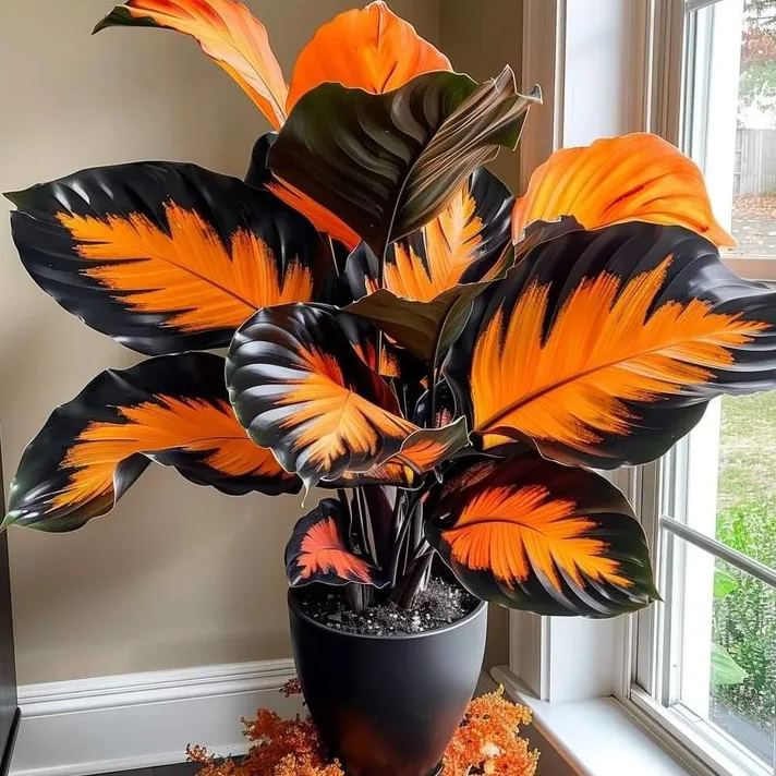 💚 ✨Premium Hosta Bulbs🔥Low-Maintenance, Shade-Loving & Comes Back Every Year