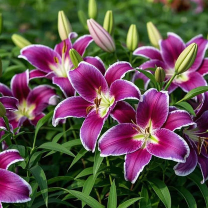 🌸 Double Petal Lily – Where Elegance Meets Fragrance