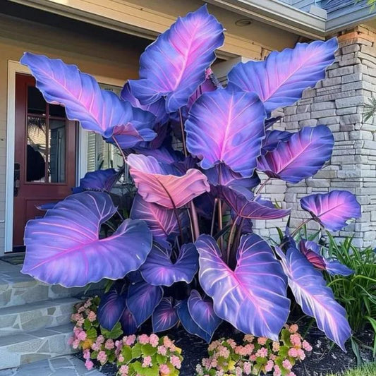 🦋🌿 Giant Caladium Bulbs 🎊The color wizard that creates a dream garden 🌿✨