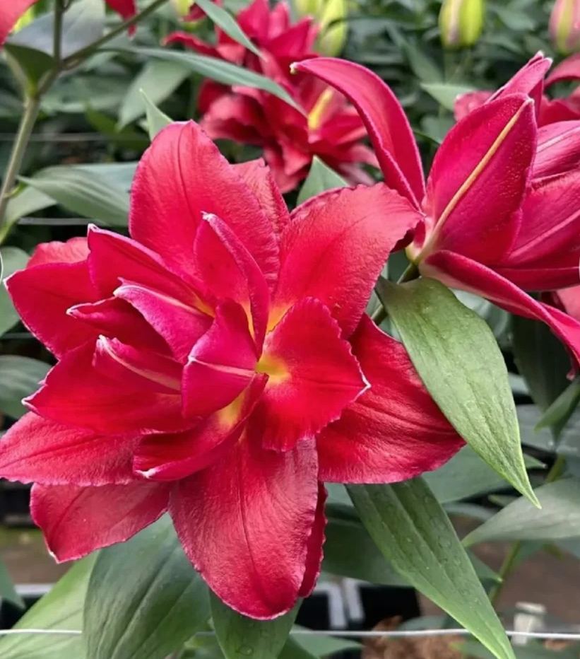 🔥 Easy care 🎁 Pink lily bulbs