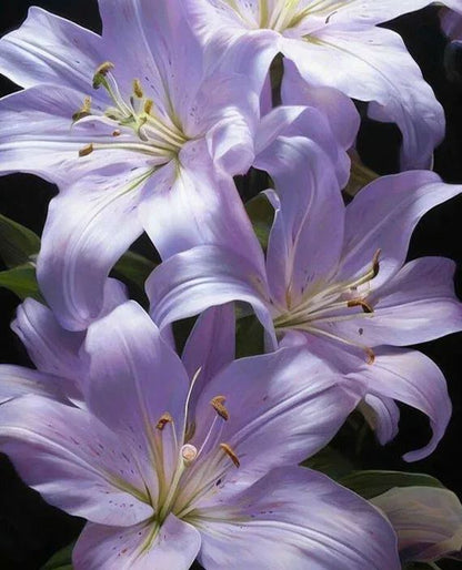 🔥 Easy care 🎁 Pink lily bulbs