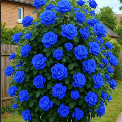 🤗🌹Rare Twin Red White Rose Seeds  – Stunning Garden Blooms, Easy to Grow🌱👩🏻‍🌾